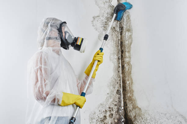 Best Mold Remediation for Vacation Homes  in White Oak, MS